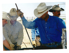 John Adams, ranch manager and Paula's husband branding cattle